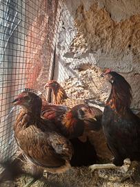 Galline Auracane, galline ornamentali