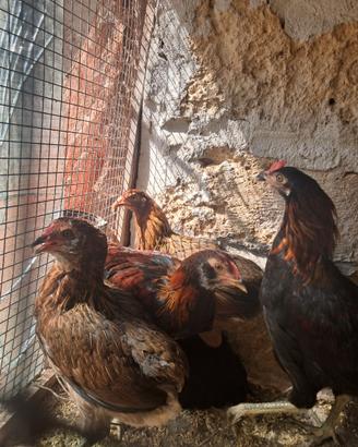 Galline Auracane, galline ornamentali
