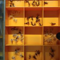 Mosche per pesca  a mosca
