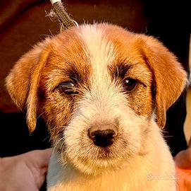 Jack Russell Altissima Genealogia