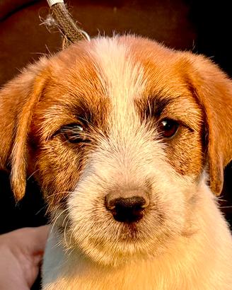 Jack Russell Altissima Genealogia