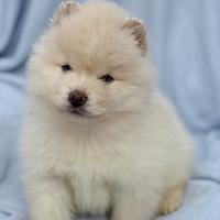 Pomsky F3 mini husky