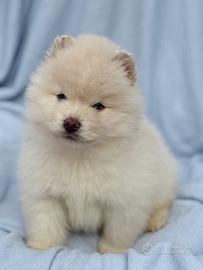 Pomsky F3 mini husky