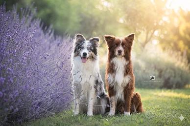 Border collie con Pedigree (Mantova)