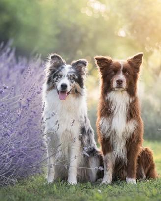 Border collie con Pedigree (Mantova)