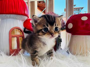 British shorthair gatto