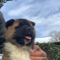 Super cuccioli di Akita Americano