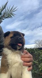 Super cuccioli di Akita Americano