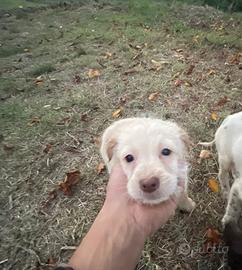 Cuccioli di bracco lagotto