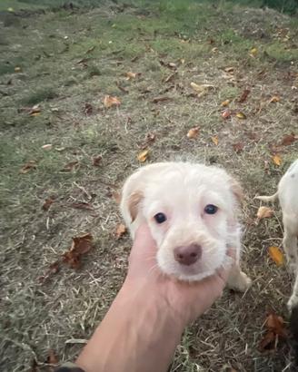 Cuccioli di bracco lagotto