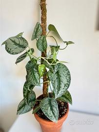 Scindapsus pictus Trebie/ Exotica