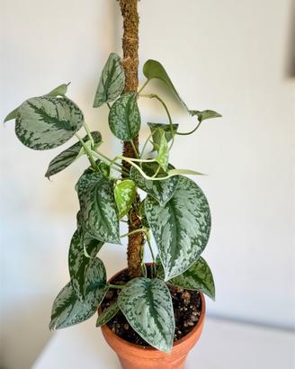 Scindapsus pictus Trebie/ Exotica