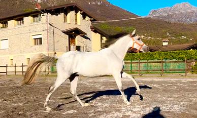 Cavallo Andaluso