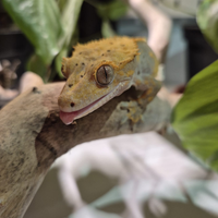 Geco Ciliatus maschio - Full Pinstripe + Dalmatian