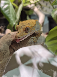 Geco Ciliatus maschio - Full Pinstripe + Dalmatian