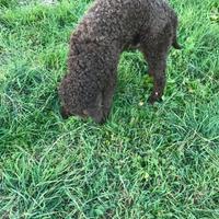 Cucciolone maschio