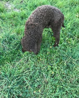 Cucciolone maschio