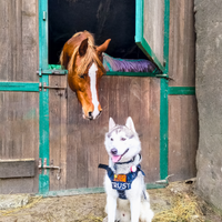 Siberian Husky Maschio con Pedigree FCI - ENCI