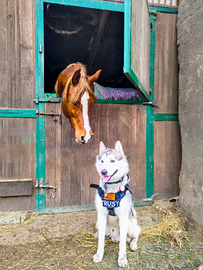 Siberian Husky Maschio con Pedigree FCI - ENCI