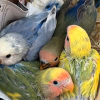 Disponibili inseparabili allevati a mano