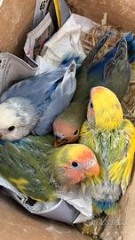 Disponibili inseparabili allevati a mano