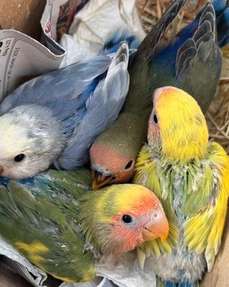 Disponibili inseparabili allevati a mano