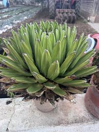 Agave Regina Victoria
