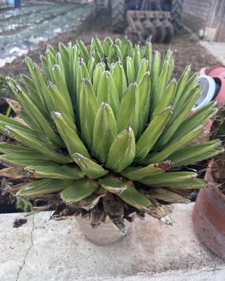 Agave Regina Victoria
