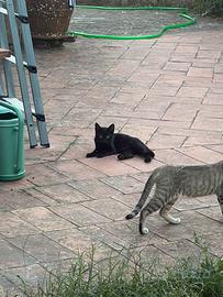 8 Gattini dai 3-4 mesi