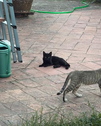 8 Gattini dai 3-4 mesi