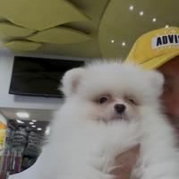 Spitz bianchi della pomerania