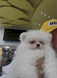 Spitz bianchi della pomerania