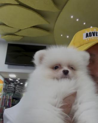 Spitz bianchi della pomerania