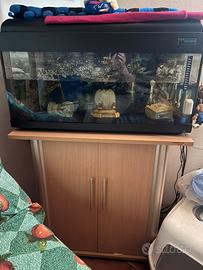 Acquario