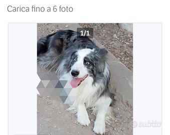 border collie 