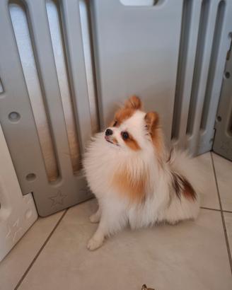 Pomerania miny toy