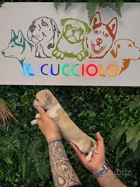 Cuccioli di chihuahua solo maschietti