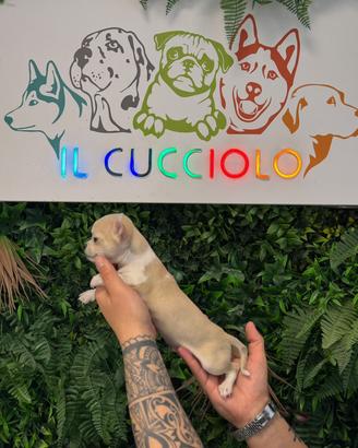 Cuccioli di chihuahua solo maschietti