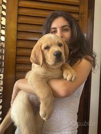 Labrador color miele