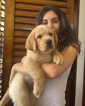 Labrador color miele