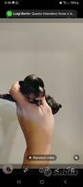 Cani bulldog francesi