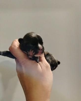 Cani bulldog francesi