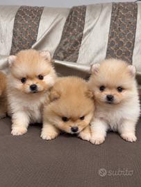 Spitz di Pomerania Mini Toy
