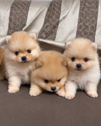 Spitz di Pomerania Mini Toy