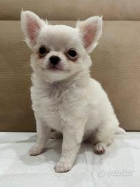 Chihuahua mini con pedigree