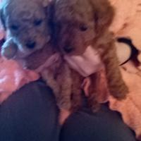 Splendidi cuccioli di barboncino Toy
