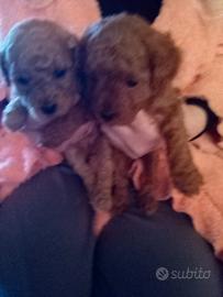 Splendidi cuccioli di barboncino Toy