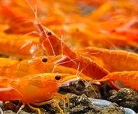 Caridine Neocaridine Orange Sakura