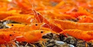 Caridine Neocaridine Orange Sakura