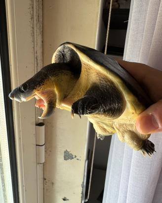 Tartaruga S. salvinii femmina